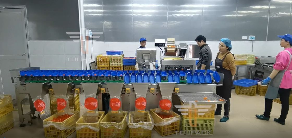 دستگاه مرتب سازی وزن دایره ای چند درجه ای لمسی برای میوه های ماهی زرده