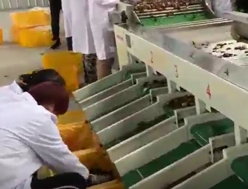 خط تولید مرتب سازی ماشین آلات سورتینگ عناب فولاد کربنی 220 ولت